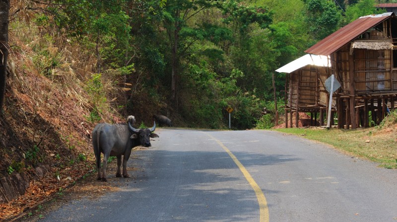 Highway 1081 Buffalo